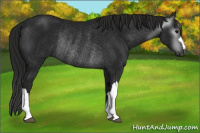 Horse Color:Gray Black Rabicano 
