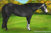 Horse Color:Gray Black 