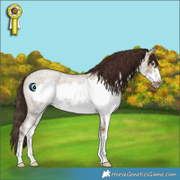 Horse Color:White Spotted Liver Red Dun Roan Frame Rabicano 