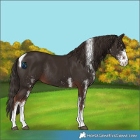 Horse Color:White Spotted Liver Chestnut Tobiano Rabicano 
