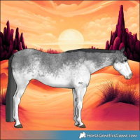 Horse Color:White Spotted Blue Roan 