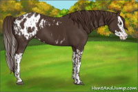 Horse Color:Liver Chestnut Sabino Splash Appaloosa  and Liver Chestnut Sabino Splash Appaloosa 