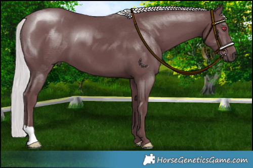 Horse Color:Chocolate Silver Smoky Black Chinchilla 