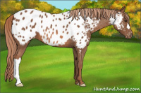 Horse Color:Chestnut Appaloosa 