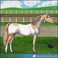 Horse Color:Red Dun  and Red Dun Appaloosa 