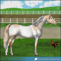 Horse Color:Red Dun  and Red Dun Near Leopard 