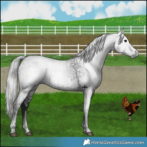 Horse Color:Gray Black  and Gray Black 