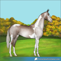 Horse Color:Gray Silver Black Pearl Tobiano Rabicano 