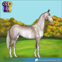 Horse Color:Gray Silver Black Pearl Sabino Rabicano 