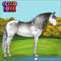 Horse Color:Gray Black Mushroom Splash Tobiano 