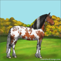 Horse Color:White Spotted Brown Appaloosa 