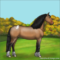 Horse Color:Gray Bay Dun Appaloosa 