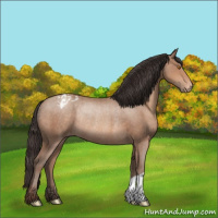 Horse Color:Sable Champagne Appaloosa Rabicano 