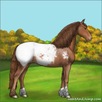 Horse Color:Chestnut Appaloosa Rabicano 
