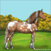 Horse Color:White Spotted Chestnut 