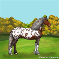 Horse Color:Silver Brown Appaloosa 