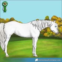 Horse Color:Gray Silver Smoky Black Sabino Splash Appaloosa