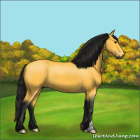 Horse Color:Gray Buckskin 