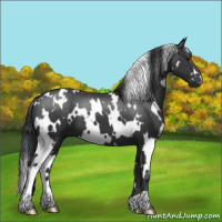 Horse Color:White Spotted Black 