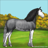 Horse Color:Blue Roan Splash Rabicano 