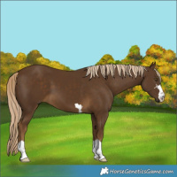 Horse Color:Chocolate Palomino 