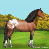 Horse Color:Bay Roan Appaloosa Rabicano 