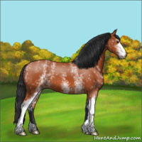 Horse Color:White Spotted Bay 
