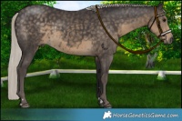 Horse Color:Silver Smoky Black 