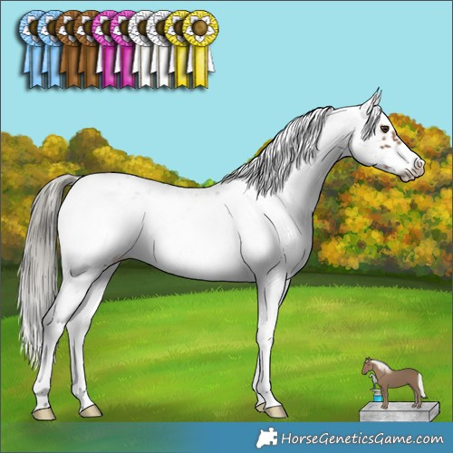 Horse Color:Liver Chestnut Mushroom Sabino Frame 