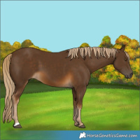Horse Color:Chocolate Palomino 
