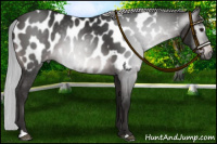 Horse Color:Gray Platinum Silver Brown Sabino Near Leopard