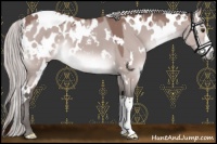 Horse Color:Gray Platinum White Spotted Silver Bay Dun Appaloosa 