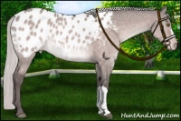 Horse Color:Platinum Silver Brown Dun Appaloosa 