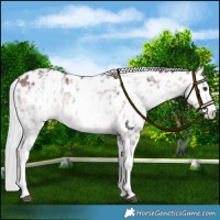 Horse Color:Platinum White Spotted Silver Brown Dun Appaloosa