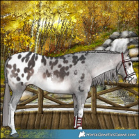 Horse Color:Platinum White Spotted Brown Appaloosa 