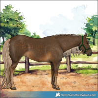 Horse Color:Chocolate Palomino 