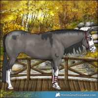 Horse Color:Platinum White Spotted Grullo 