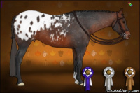Horse Color:Bay Appaloosa 
