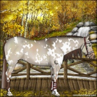 Horse Color:White Spotted Liver Red Dun 