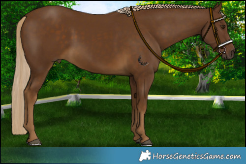 Horse Color:Chocolate Palomino 