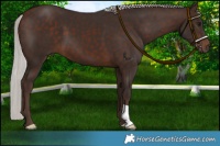 Horse Color:Silver Brown