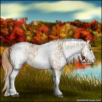 Horse Color:White Spotted Red Dun Rabicano  and White Spotted Gold Champagne Dun Rabicano 