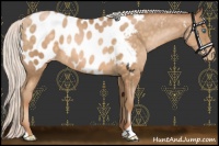 Horse Color:Silver Buckskin Pearl Near Leopard 