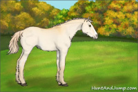 Horse Color:Palomino Dun Splash 