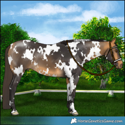 Horse Color:White Spotted Buckskin