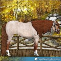 Horse Color:Red Dun Roan 