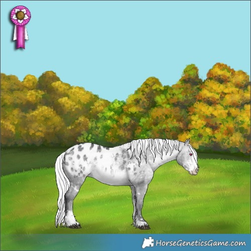 Horse Color:White Spotted Silver Brown Chinchilla Sabino Appaloosa Rabicano 
