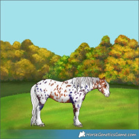 Horse Color:White Spotted Silver Brown Sabino Appaloosa 