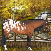 Horse Color:Bay Appaloosa 