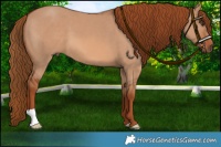 Horse Color:Red Dun 